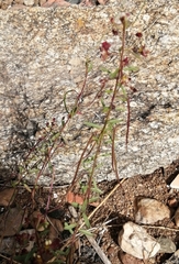 Cleome violacea