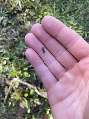 Armadillidium nasatum