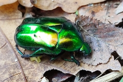 Protaetia speciosissima