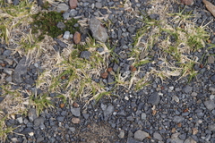 Cenchrus clandestinus