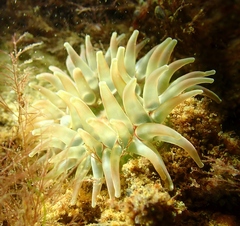 Urticina felina