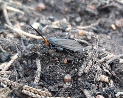 Ctenucha rubriceps