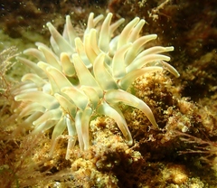 Urticina felina