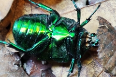 Protaetia speciosissima