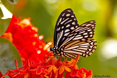 Papilio clytia