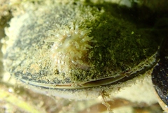 Urticina felina