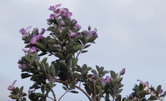 Podalyria calyptrata