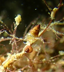 Littorinimorpha