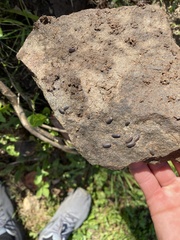 Armadillidium nasatum