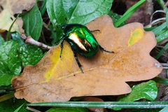 Protaetia speciosissima