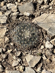 Mammillaria heyderi
