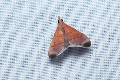 Hemiscopis sanguinea