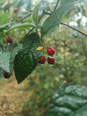Cotoneaster bullatus