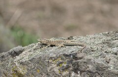 Microlophus tigris