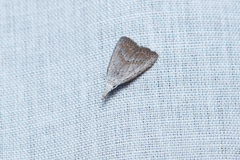 Meganola brunellus