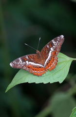 Lebadea martha martha