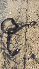 Hierophis viridiflavus