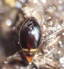 Scaphidiinae