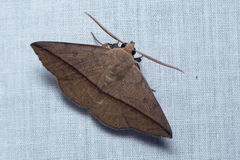 Ugia purpurea