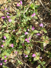 Galeopsis ladanum
