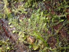 Radula bolanderi