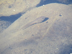 Lithobates catesbeianus