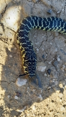Hierophis viridiflavus