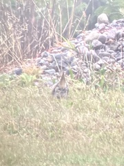 Bartramia longicauda