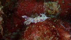 Flabellina llerae