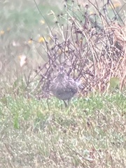 Bartramia longicauda