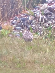 Bartramia longicauda