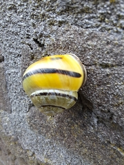 Cepaea nemoralis