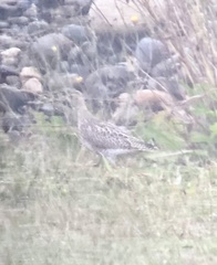 Bartramia longicauda