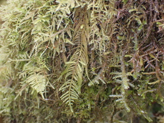 Kindbergia oregana