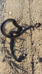 Hierophis viridiflavus