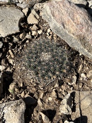 Mammillaria heyderi