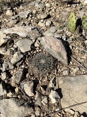 Mammillaria heyderi