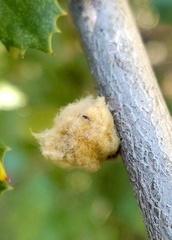 Heteroecus dasydactyli