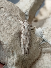 Lithophane leautieri
