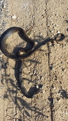 Hierophis viridiflavus