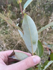 Salix eriocephala
