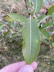 Salix eriocephala
