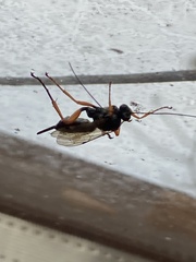Pimpla rufipes