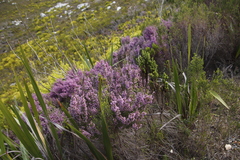Erica hirtiflora
