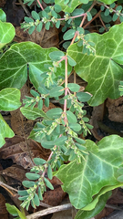 Euphorbia prostrata