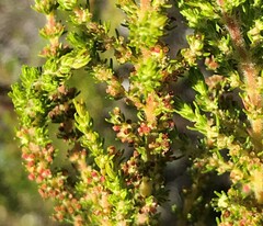 Erica axillaris