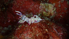 Flabellina llerae
