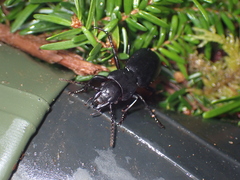 Pterostichus lama