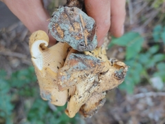 Cantharellus
