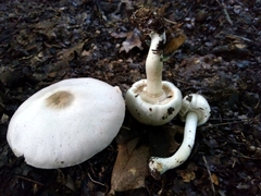 Agaricus pocillator